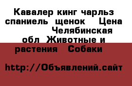 Кавалер кинг чарльз спаниель (щенок) › Цена ­ 60 000 - Челябинская обл. Животные и растения » Собаки   